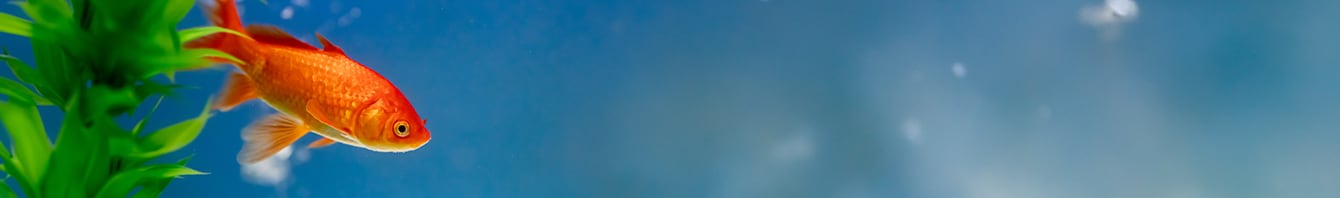 FAQ klantenservice, goudvis in een aquarium