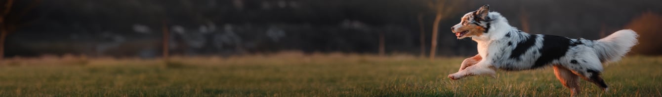 Rennende hond in het gras