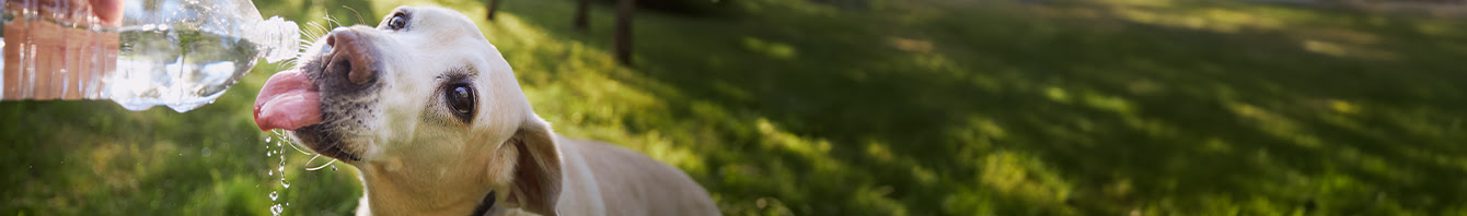 FAQ vestigingen, hond krijgt water