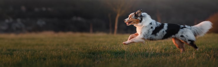 Rennende hond in het gras