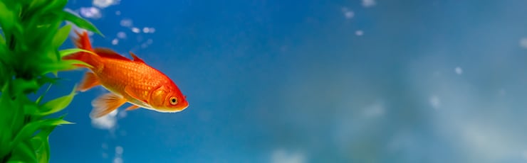 FAQ klantenservice, goudvis in een aquarium