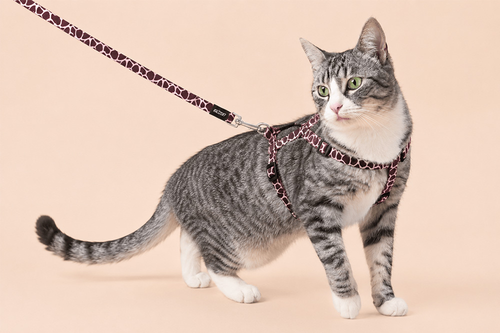 Grijze kat draagt een tuigje met riem op een lichte achtergrond.