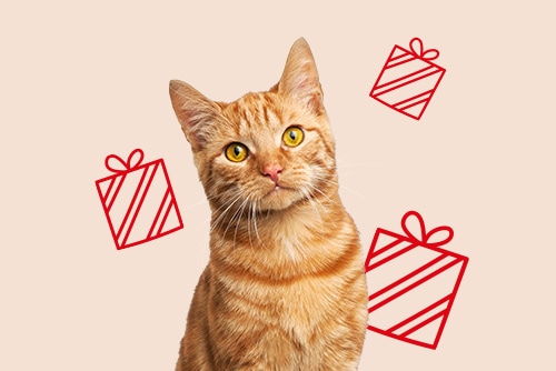 Oranje kat met rode cadeau-iconen op de achtergrond, voor cadeaus voor katten.